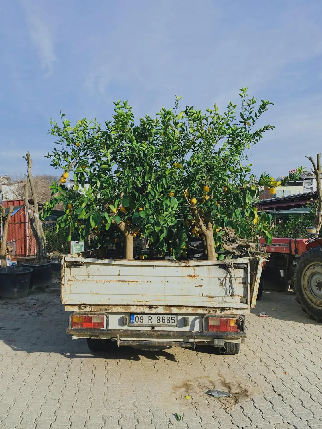 Truck loaded with citrus fruit tree saplings for farmers