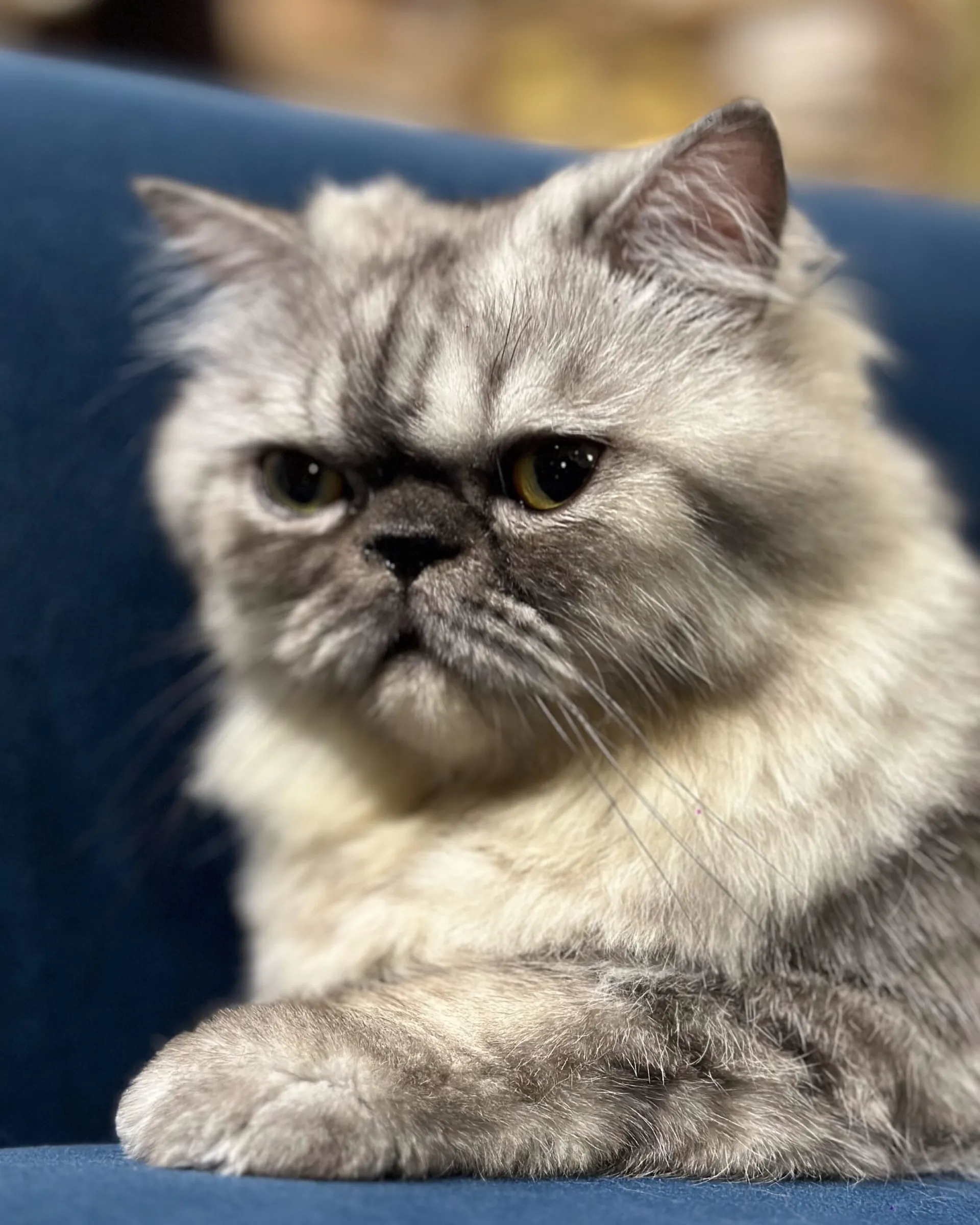 Mr. Rocky, the Persian cat revered as Mystic Rocky